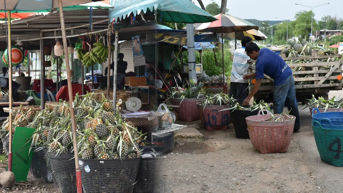 น้ำมันพุ่งกระฉูด 'ฉุด' ยอดขายสับปะรดเมืองเลย น้ำมันพุ่งกระฉูด 'ฉุด' ยอดขายสับปะรดเมืองเลย