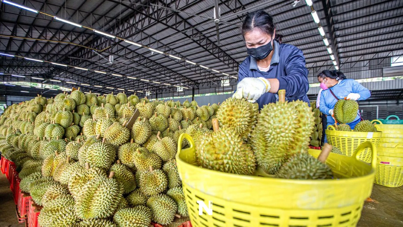 ชาวสวนเร่งเก็บ ‘ทุเรียน’ ตอบสนองตลาดจีน ยอดส่งออกพุ่ง 35,000 คอนเทนเนอร์
