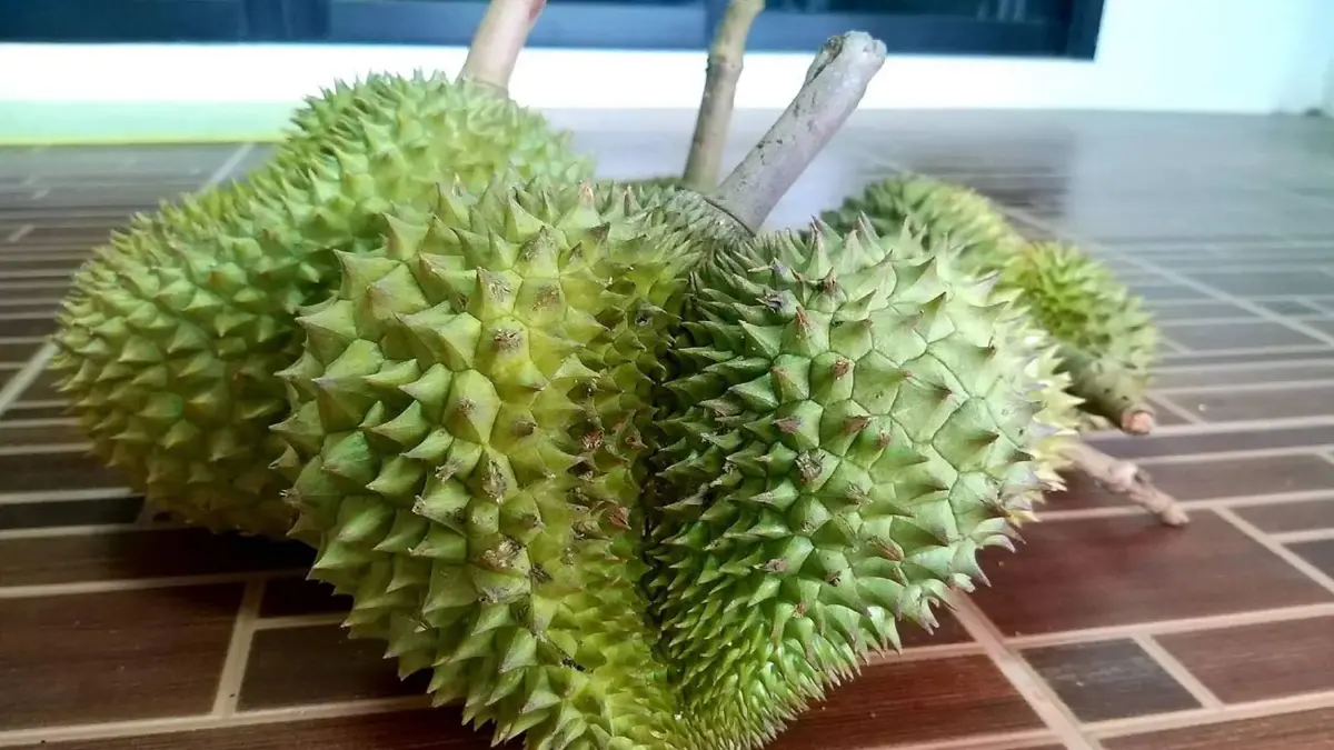 เอาใจคนรักทุเรียน"หลงลับแล"ตะมุตะมิ