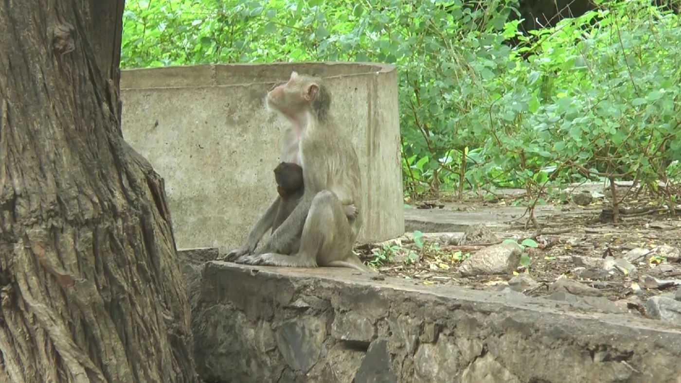 อุทัยธานี- ลิงเขาปฐวีขาดอาหาร ด้านชาวบ้าน ไม่หวั่น "ฝีดาษ-มาลาเรียโนวไซ"