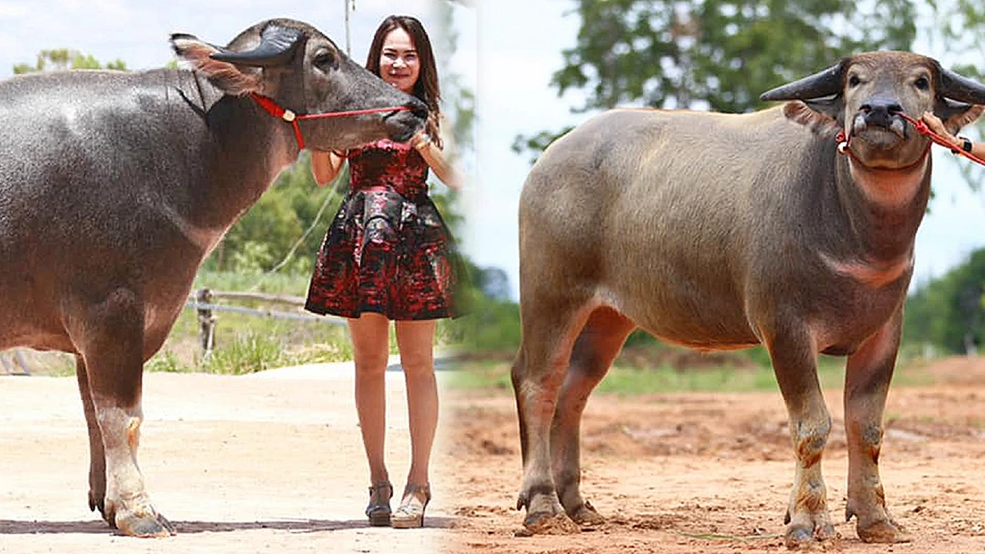 อดีตดีเจผันตัวเปิด 'ฟาร์มควายไทย' ทำเงินหลักล้าน!