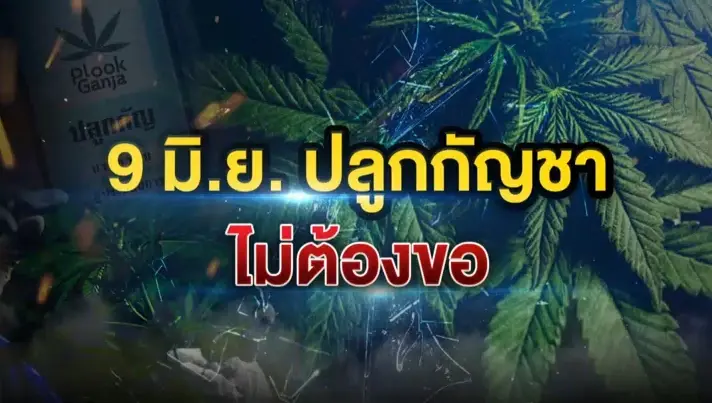 "ปลูกกัญชา-กัญชง" ไม่ต้องขออนุญาต หลัง 9 มิ.ย.นี้ | เนชั่นทันข่าวเที่ยง "ปลูกกัญชา-กัญชง" ไม่ต้องขออนุญาต หลัง 9 มิ.ย.นี้ | เนชั่นทันข่าวเที่ยง