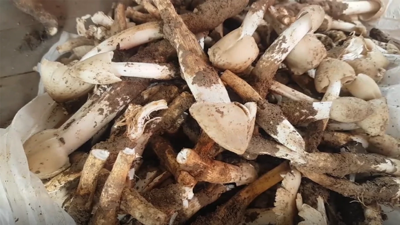 ชาวบ้านออกเก็บ 'เห็ดป่า' หน้าฝนทำเงิน 500 บาท/วัน