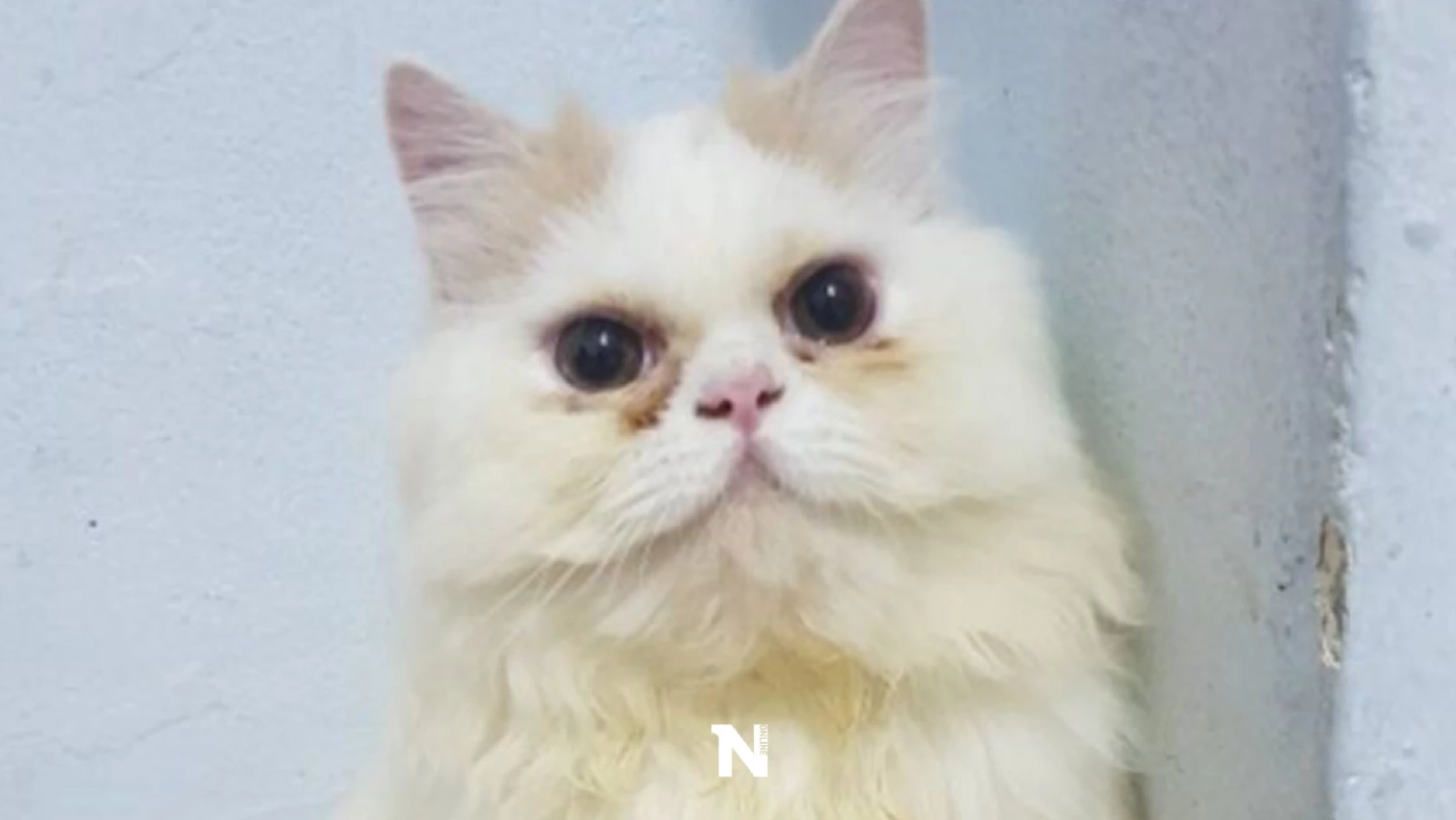 ทาสแมวหัวใจสลาย คนร้ายงัดห้อง ขโมยน้องแมวสุดที่รัก ทาสแมวหัวใจสลาย คนร้ายงัดห้อง ขโมยน้องแมวสุดที่รัก