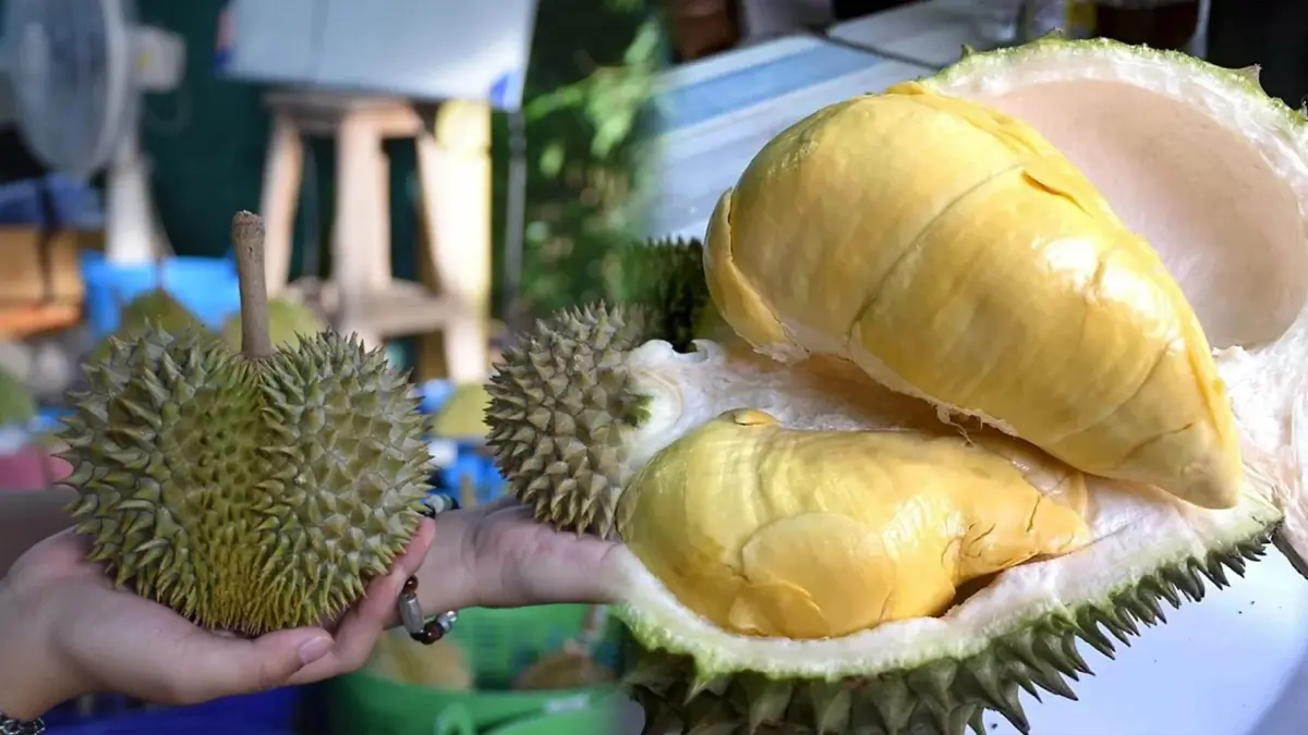 ฮือฮาไอเดีย 'ตะมุตะมิ' เพิ่มมูลค่าทุเรียนหลงลับแล