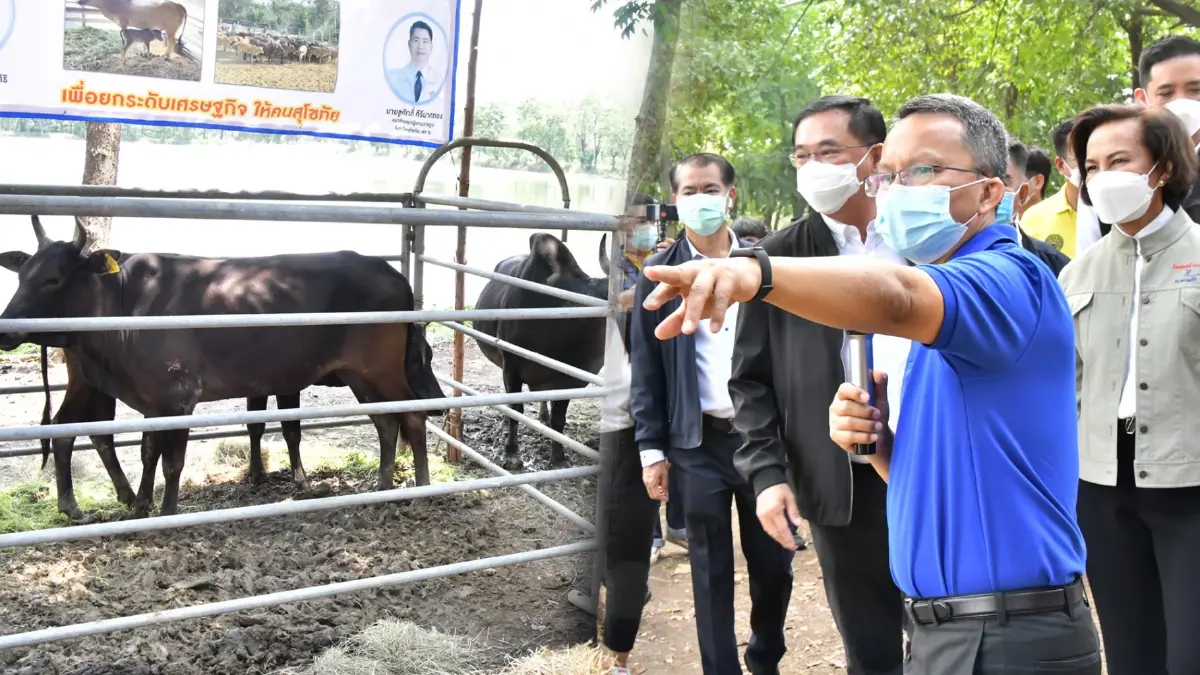 สมศักดิ์ เทพสุทิน จัดให้ จับมือ กทบ. ทุ่ม 50 ล้าน "โครงการยืมวัว 1,000 ครอบครัว"