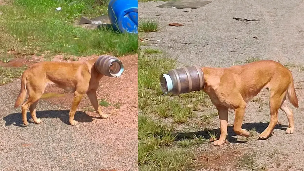 ช่วย “เจ้าตูบ” ถูกถังพลาสติกครอบหัวนานครึ่งเดือน