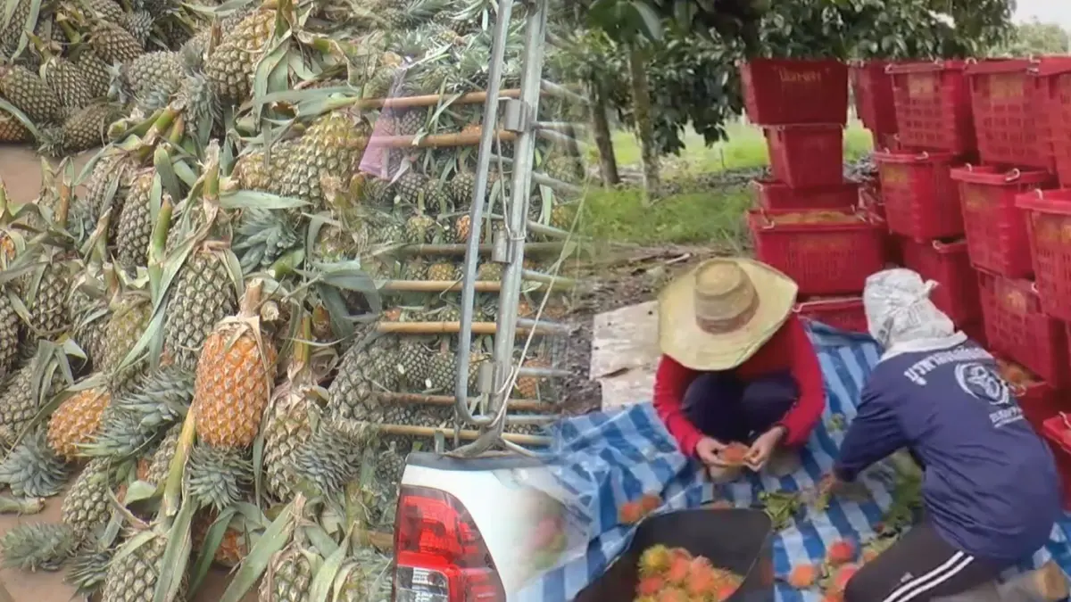 เกษตรกรร้อง 'เงาะ-สับปะรด' ราคาร่วงสวนทางค่าขนส่ง