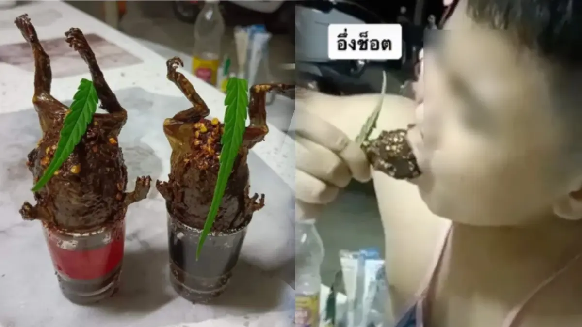 สธ.เตือนกิน "อึ่งช็อต" ระวังหนอนพยาธิ หลังเมนูสุดแปลกกำลังเป็นกระแสไวรัล