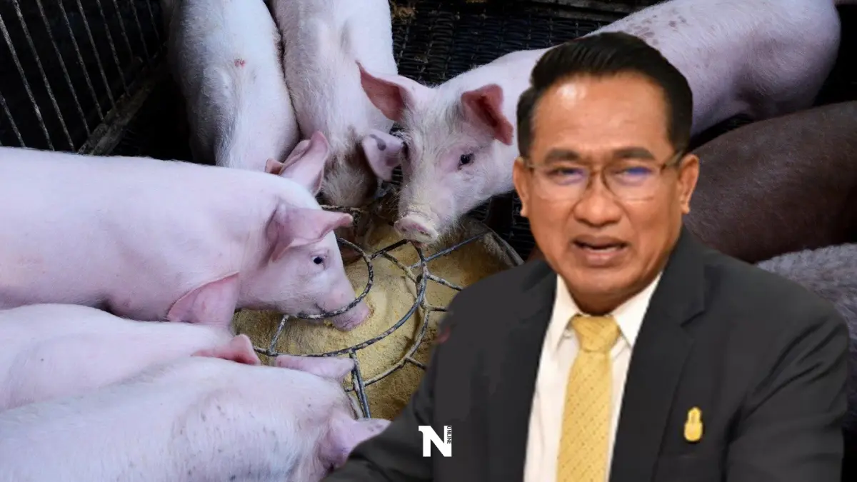 กรมปศุสัตว์แจ้งข่าวดี ไทยปลอด 'อหิวาต์แอฟริกาในสุกร' ครั้งแรกในรอบ 4 เดือน กรมปศุสัตว์แจ้งข่าวดี ไทยปลอด 'อหิวาต์แอฟริกาในสุกร' ครั้งแรกในรอบ 4 เดือน