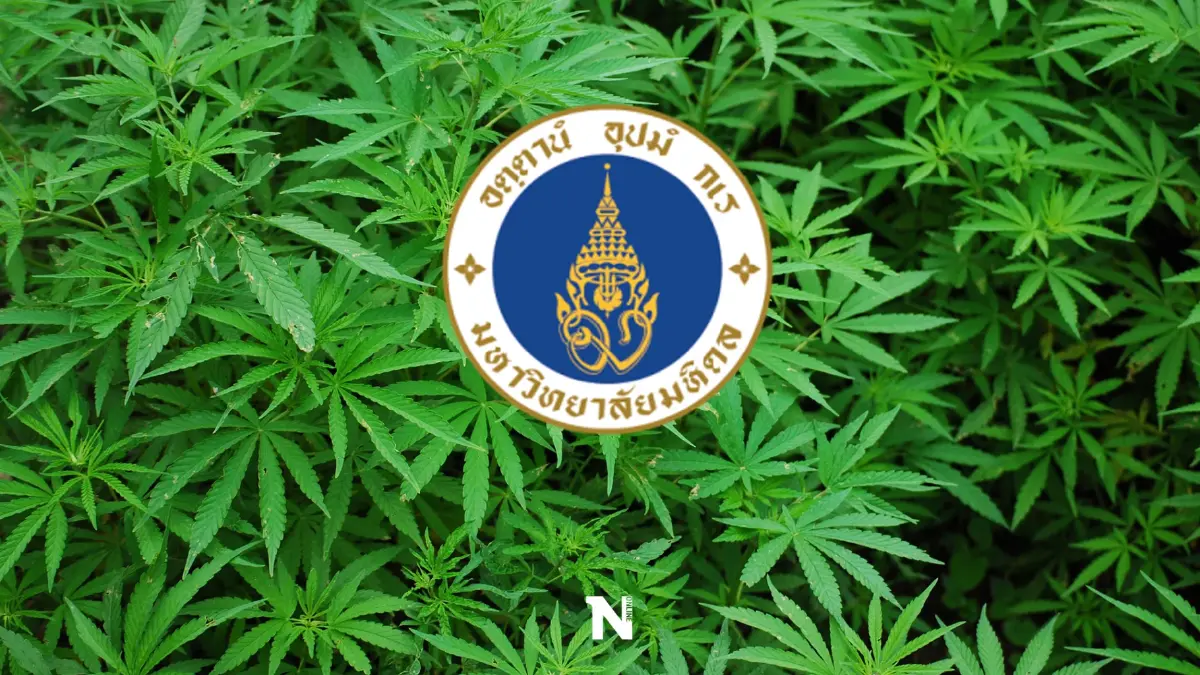 ม.มหิดล ออกแถลงการณ์ 8 ข้อแนะนำการใช้ "กัญชา" หวั่นกระทบสุขภาพประชาชน