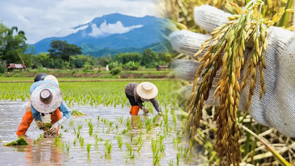 'ราคาข้าว' ปรับตัวดิ่งลงรุนแรงหลังผลผลิตล้นโลก