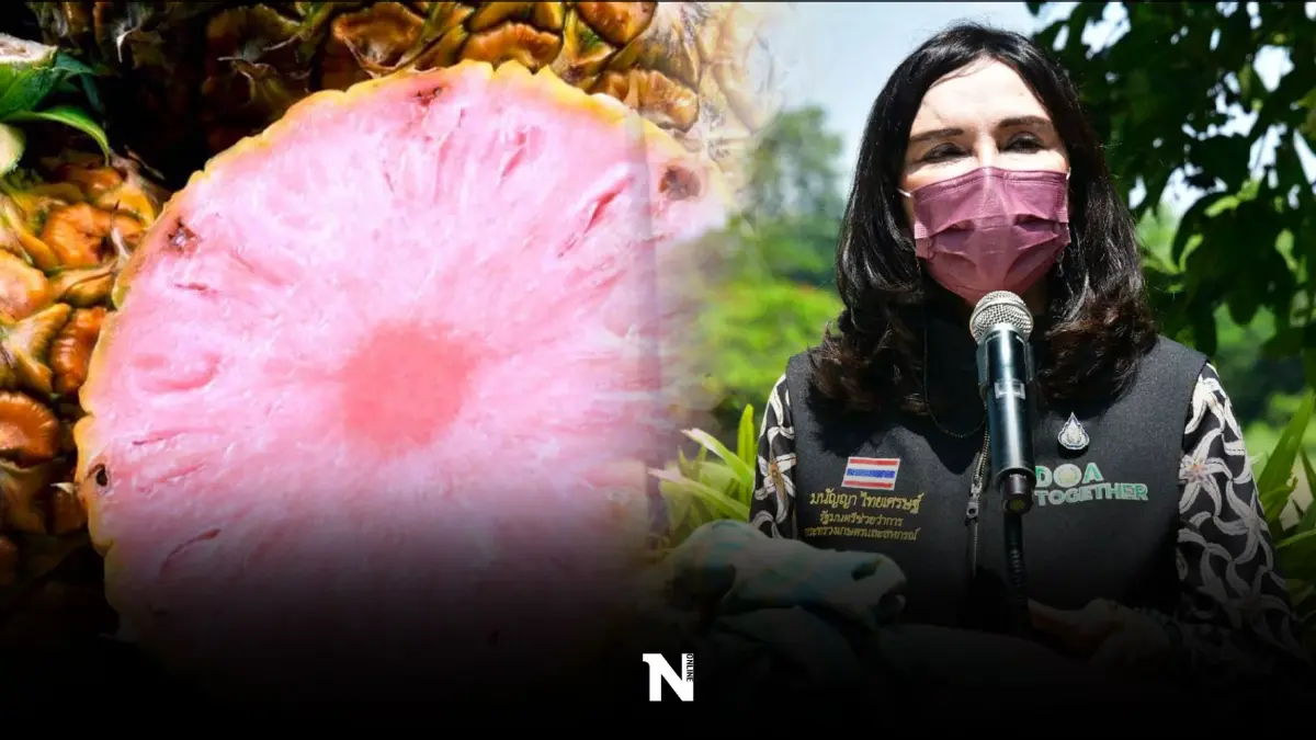เตือนภัย"สัปปะรดสีชมพู" ย้ำไทยปลอดพืชจีเอ็มโอพบใครครอบครองผิดกม.ทันที เตือนภัย"สัปปะรดสีชมพู" ย้ำไทยปลอดพืชจีเอ็มโอพบใครครอบครองผิดกม.ทันที