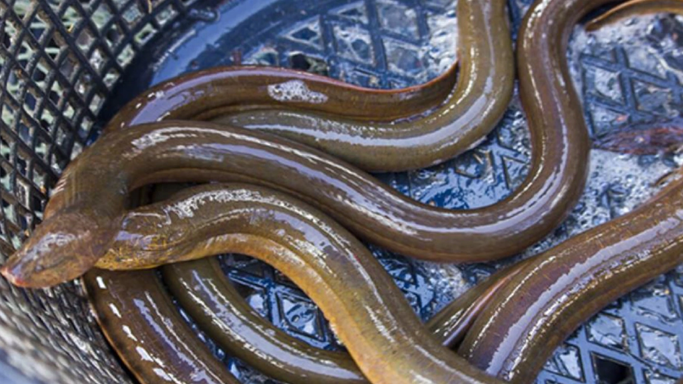 เลี้ยง 'ปลาไหลนา' สร้างรายได้เดือนละหมื่น เลี้ยง 'ปลาไหลนา' สร้างรายได้เดือนละหมื่น