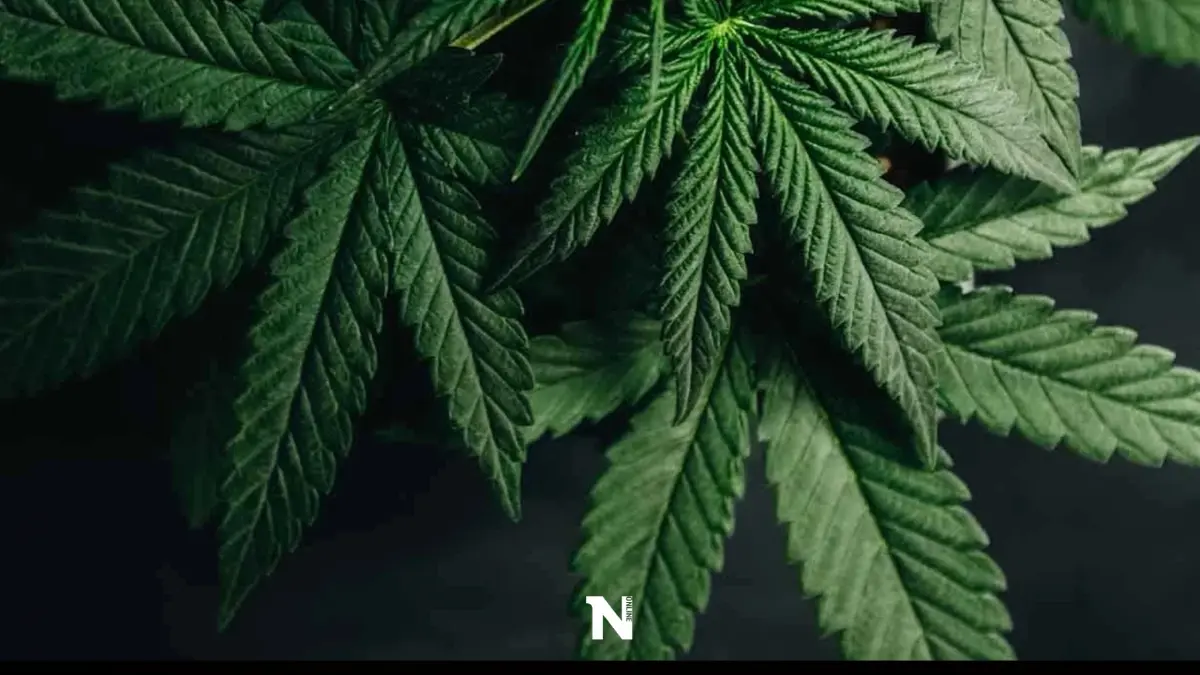 เผยวิธีตรวจค่า THC ในกัญชาว่าเกิน 0.2% หรือไม่ จะต้องทำยังไง