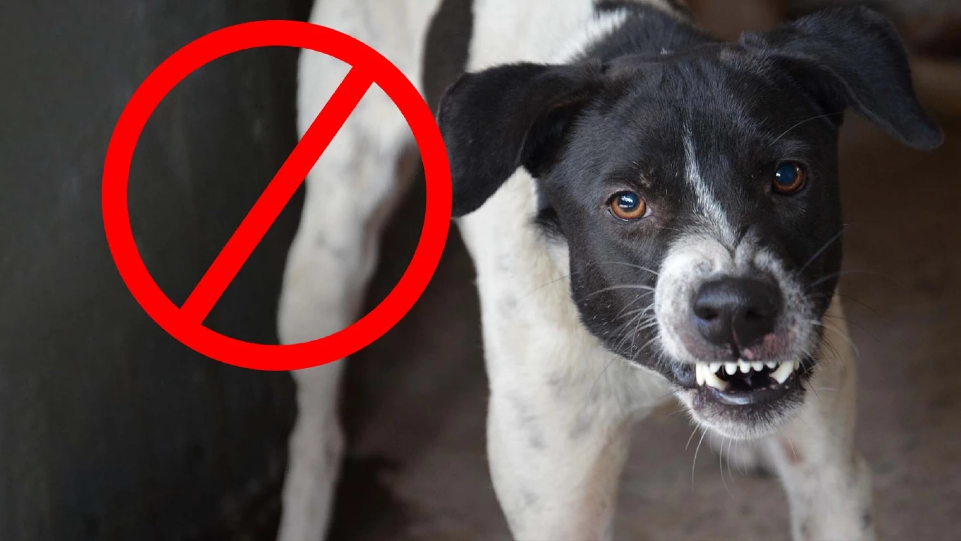 ดูแลเด็กอย่างไรไม่ให้ถูก หมากัด ซ้ำรอยชาวต่างชาติที่พัทยา ต้องเย็บ 200 เข็ม