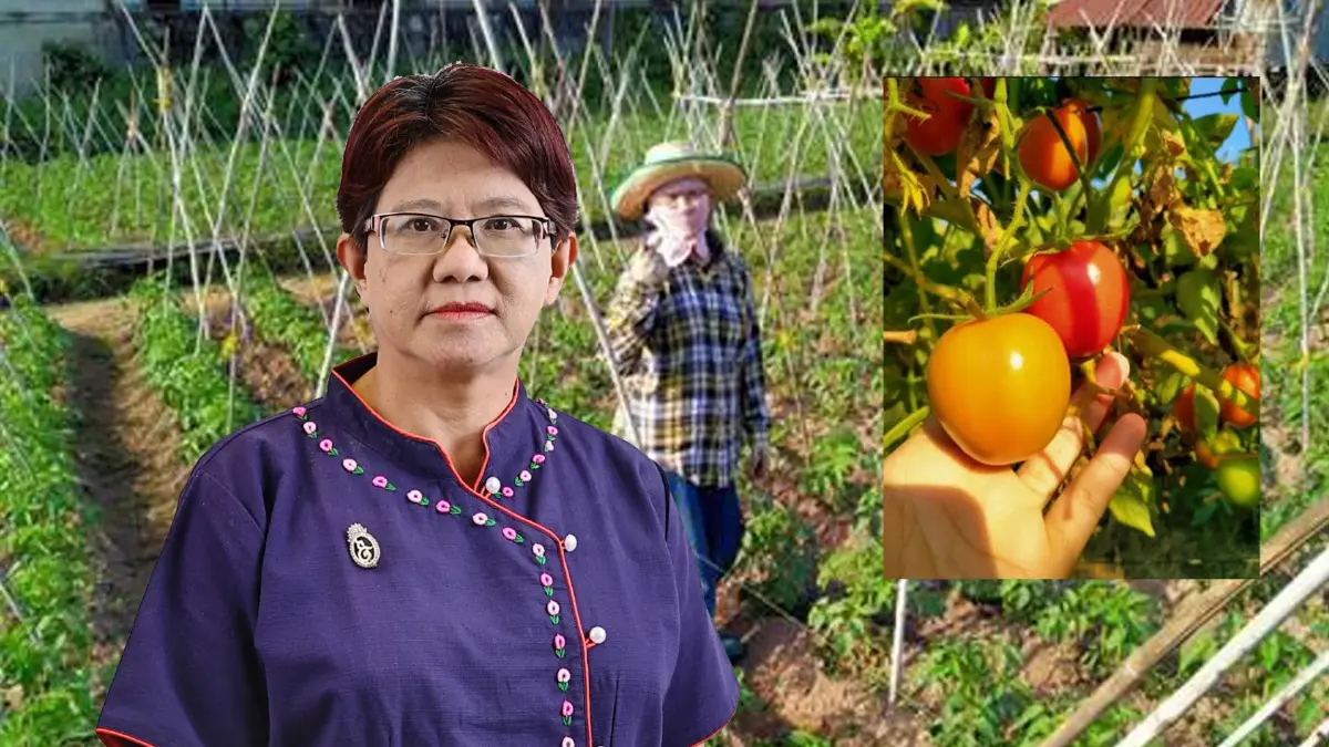"มะเขือเทศ พานพร้าว" นำร่องสู่เกษตรอุตสาหกรรม "มะเขือเทศ พานพร้าว" นำร่องสู่เกษตรอุตสาหกรรม