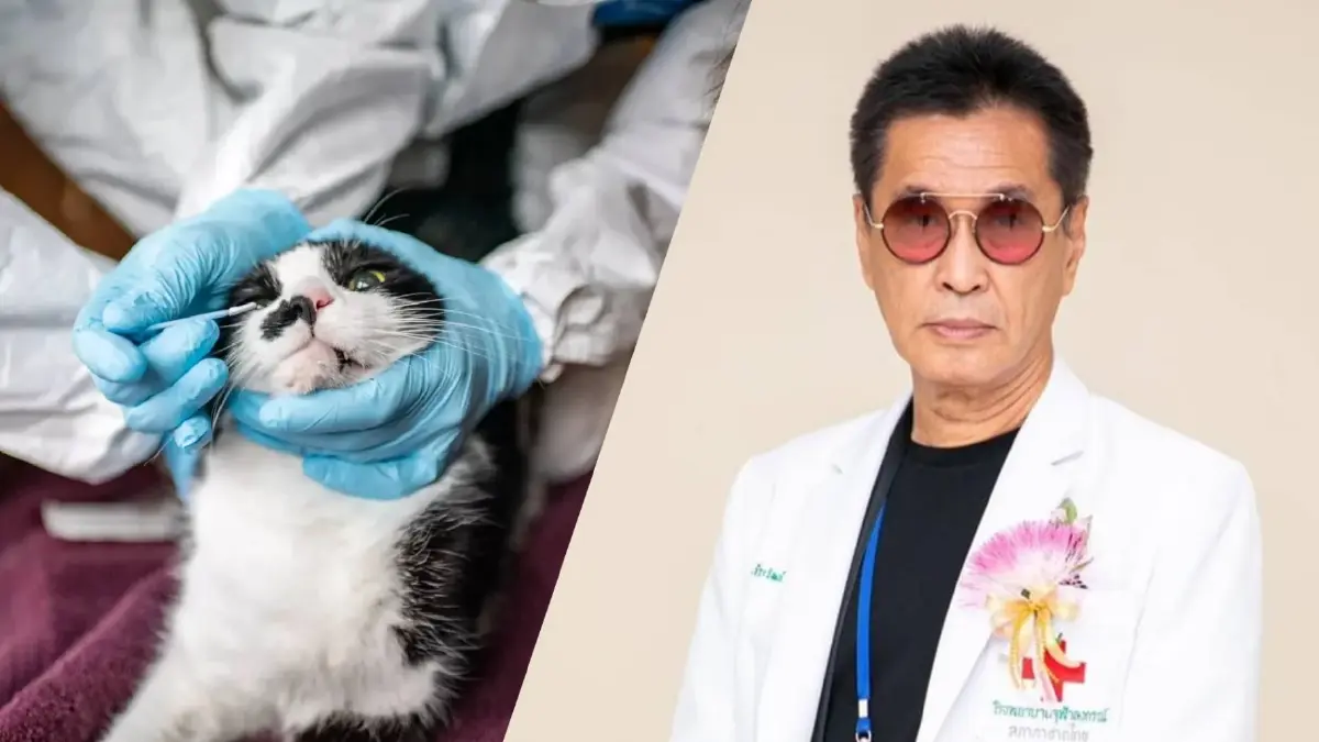 อึ้ง!! ไทยพบ “แมวจามใส่คน” ทำติดโควิด ด้าน"หมอธีระวัฒน์" ชี้เป็นเรื่องปกติ อึ้ง!! ไทยพบ “แมวจามใส่คน” ทำติดโควิด ด้าน"หมอธีระวัฒน์" ชี้เป็นเรื่องปกติ