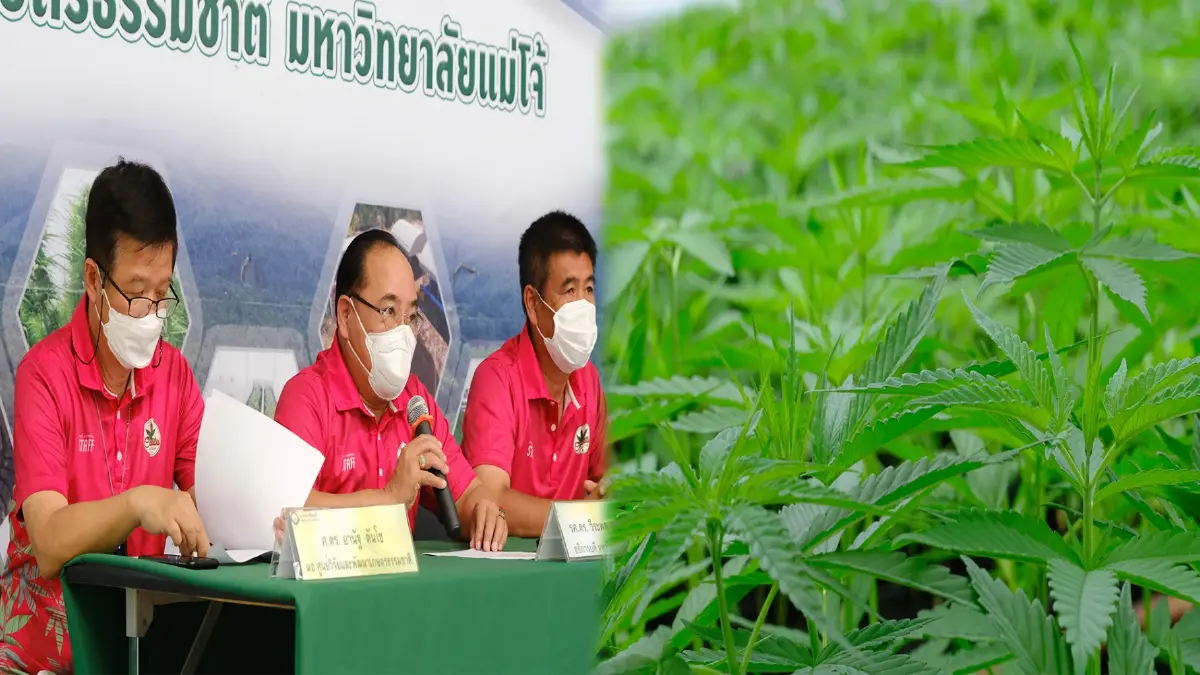 มหาวิทยาลัย“แม่โจ้” ออกแถลงการณ์หนุนใช้กัญชาในทางการแพทย์