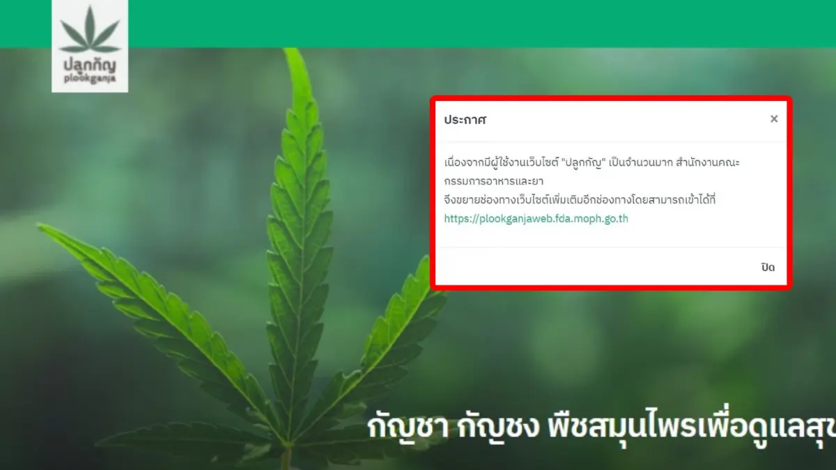 สายเขียวคึก ! คนแห่ลงทะเบียน “ปลูกกัญ” วันแรกทำเว็บล่มแต่เช้า สายเขียวคึก ! คนแห่ลงทะเบียน “ปลูกกัญ” วันแรกทำเว็บล่มแต่เช้า