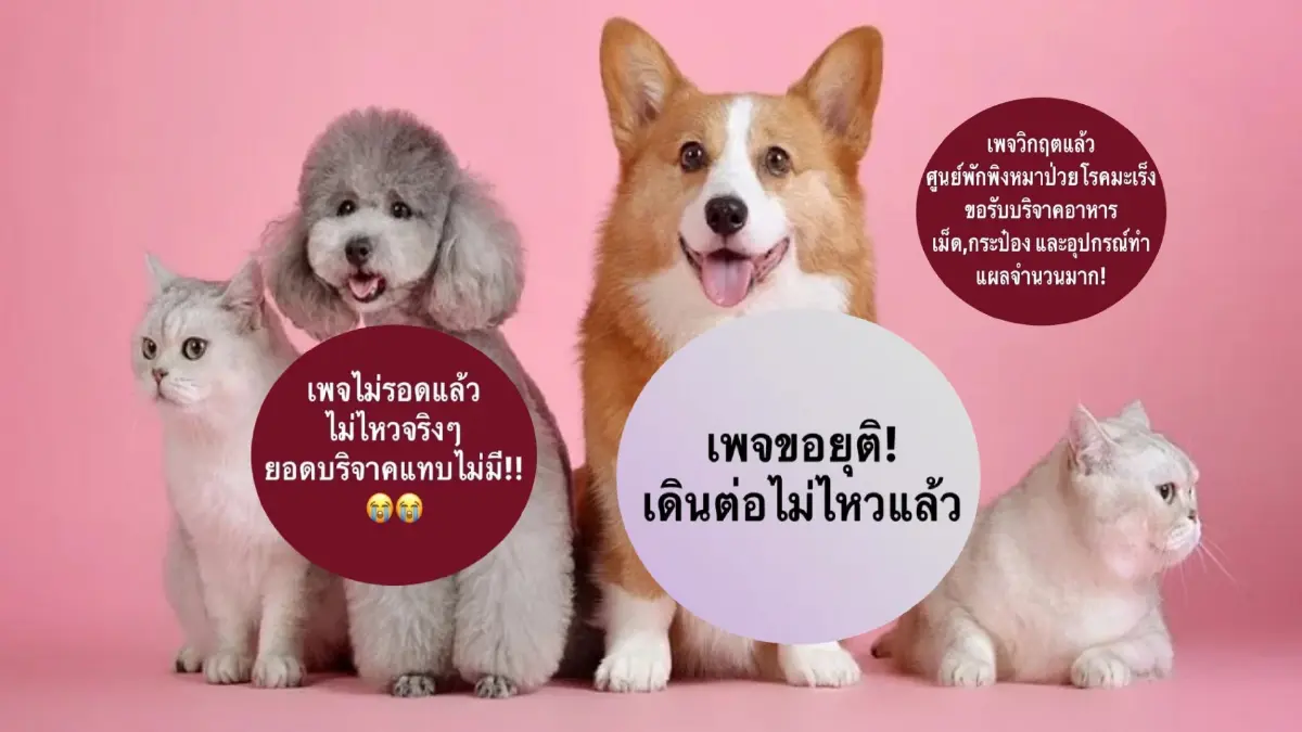 แฉ "เพจดัง" รับเลี้ยง "หมาแมวจรจัด" โกงเงินบริจาคซื้อรถหรู-ใช้ชีวิตสุขสบาย แฉ "เพจดัง" รับเลี้ยง "หมาแมวจรจัด" โกงเงินบริจาคซื้อรถหรู-ใช้ชีวิตสุขสบาย