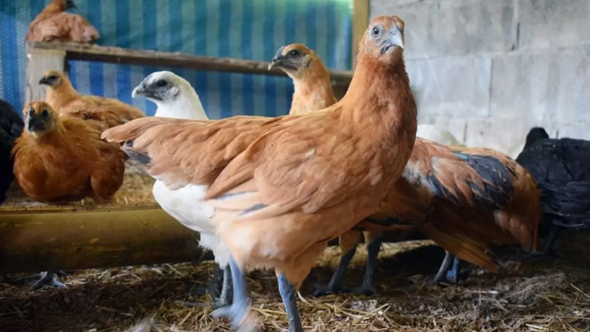เกษตรกร 'ไก่ดำภูพาน' สัตว์เศรษฐกิจทำเงินเมืองตรัง