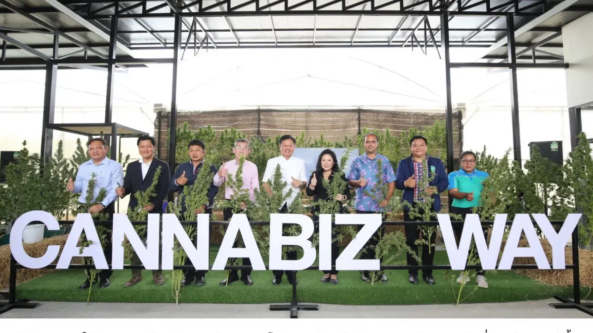 เปิดจุดเช็กอินใหม่สระบุรี งานดอกกัญชงกัญชาบาน ที่ Cannabiz Way Valley เปิดจุดเช็กอินใหม่สระบุรี งานดอกกัญชงกัญชาบาน ที่ Cannabiz Way Valley