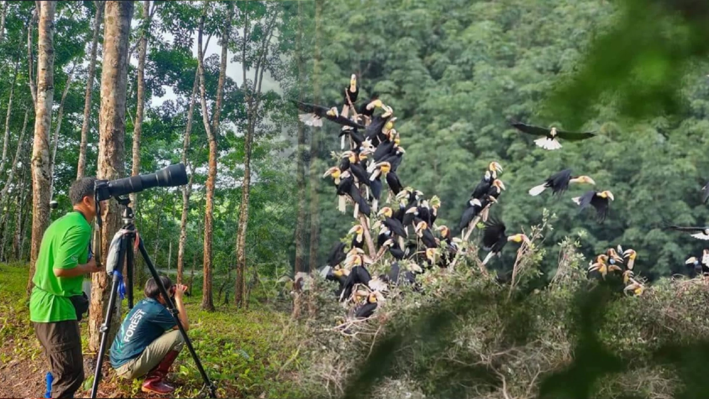 สุดตื่นตา ฝูงนกเงือกอพยพ บินโชว์ตัวเหนือผืนป่าทุ่งระยะ -นาสัก ระนอง