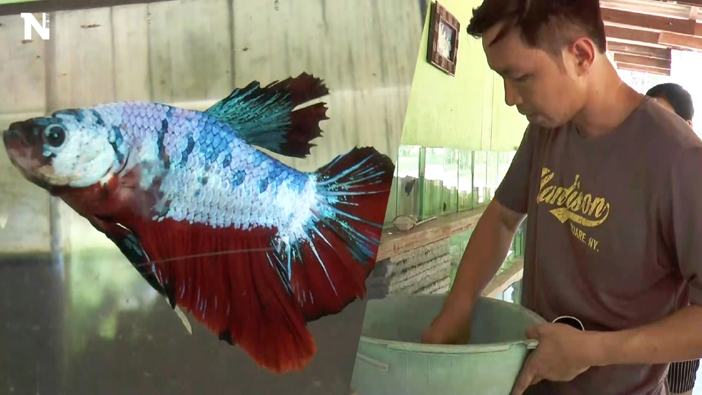 เดินตามความฝันวัยเด็ก ใช้ชีวิตบ้านเกิดเพาะพันธุ์ปลากัดขาย