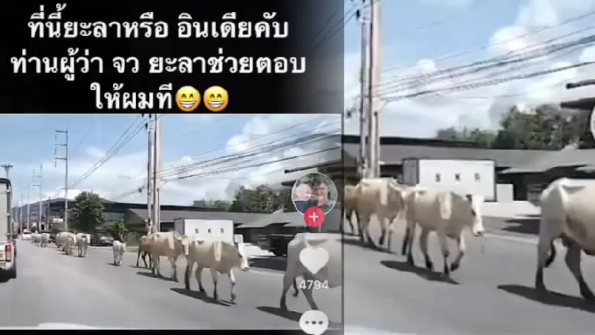 แห่แชร์คลิปฝูงวัวเดินสบายใจบนถนนเมืองยะลา ชาวเน็ตบอกนึกว่าประเทศอินเดีย แห่แชร์คลิปฝูงวัวเดินสบายใจบนถนนเมืองยะลา ชาวเน็ตบอกนึกว่าประเทศอินเดีย