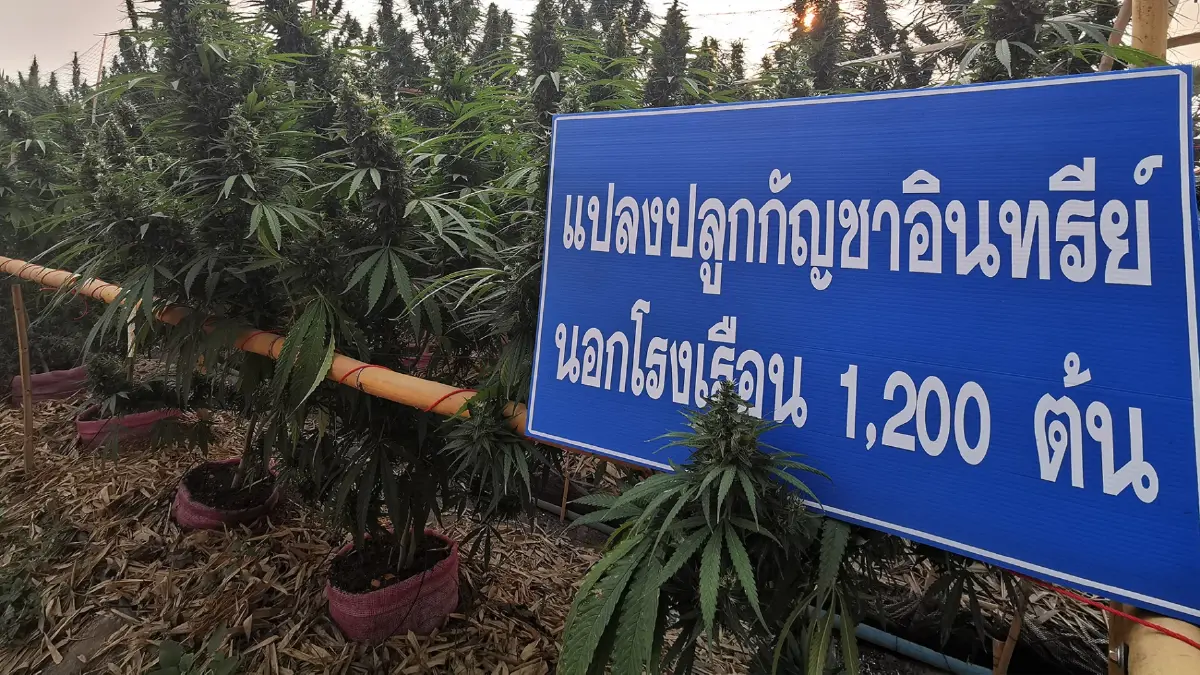 ปลดล็อก"กัญชา"แนะคนขายต้องมีจริยธรรม ปลดล็อก"กัญชา"แนะคนขายต้องมีจริยธรรม