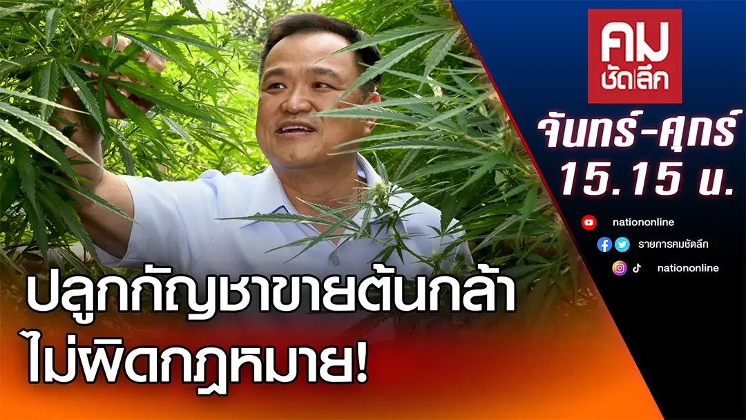 ปลูกกัญชา ขายต้นกล้าไม่ผิดกฎหมาย! | คมชัดลึก | NationTV22
