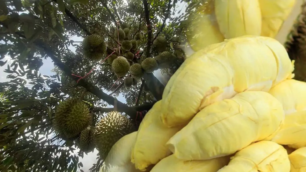 ชาวสวน 'ทุเรียน' ครบุรีสุดคึกคัก สร้างรายได้ 80 ล้าน! ชาวสวน 'ทุเรียน' ครบุรีสุดคึกคัก สร้างรายได้ 80 ล้าน!
