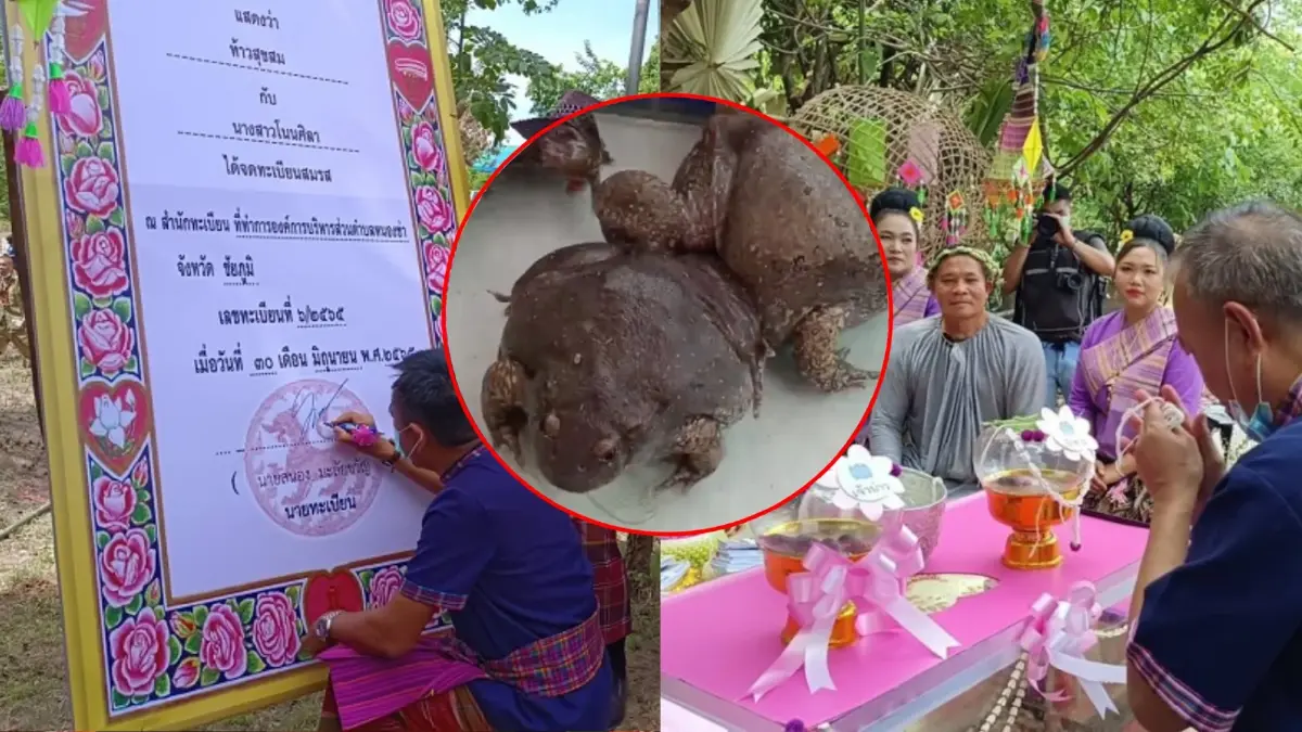 ฮือฮา! พิธีแต่งงาน "อึ่งอ่าง" 19 คู่ เงินสินสอด 3 ล้าน เชิญสารพัดสัตว์เป็นแขก