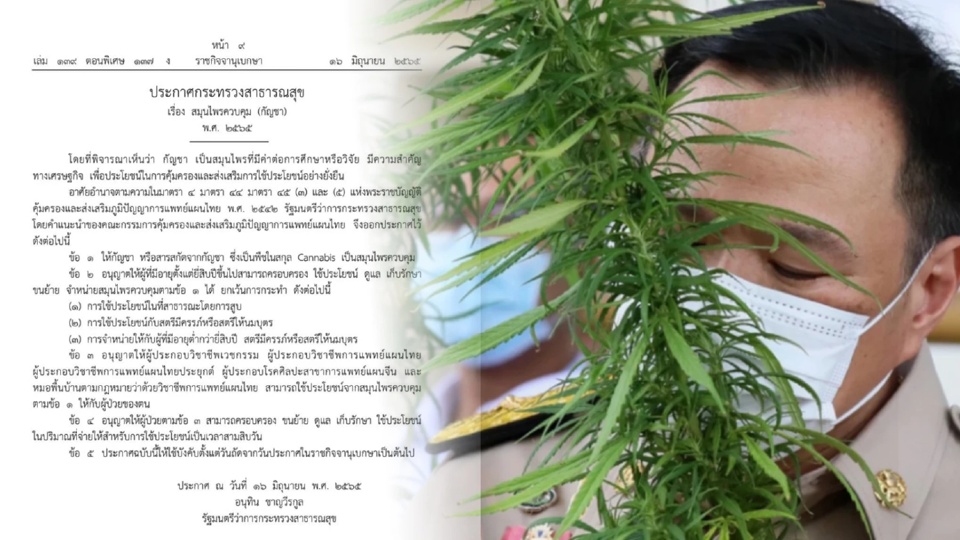 ราชกิจจาฯ ประกาศ "กัญชา"เป็นสมุนไพรควบคุม ฝ่าฝืนมีโทษคุก 1 ปี ปรับ 2 หมื่น