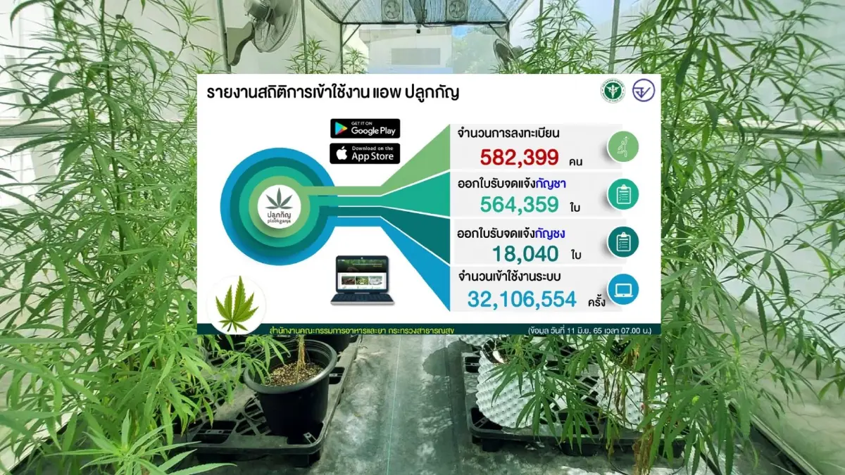 เปิดสถิติยอดลงทะเบียนจดแจ้งปลูก "กัญชา-กัญชง" ทะลุ 5.8 แสนคน เปิดสถิติยอดลงทะเบียนจดแจ้งปลูก "กัญชา-กัญชง" ทะลุ 5.8 แสนคน