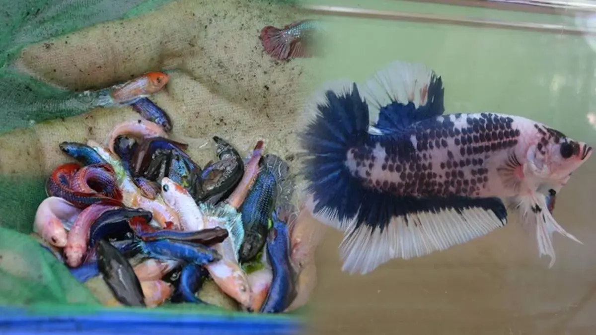 ออเดอร์เพียบเพาะ 'ปลากัดยักษ์' ขายต่างประเทศ