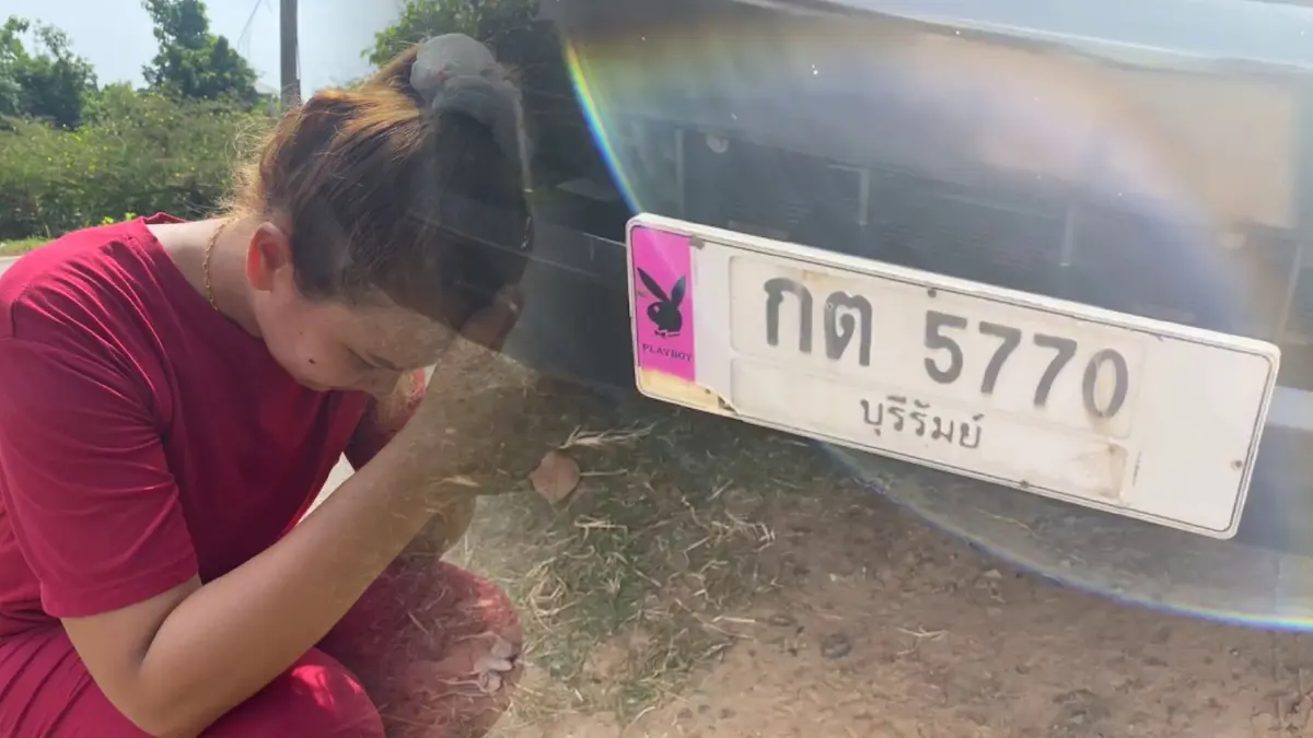 ถูกถ้วนหน้าทั้งตำบลงูแผ่แม่เบี้ยบนป้ายทะเบียนรถ เจ้าตัวดีใจจะทำบุญ ถูกถ้วนหน้าทั้งตำบลงูแผ่แม่เบี้ยบนป้ายทะเบียนรถ เจ้าตัวดีใจจะทำบุญ