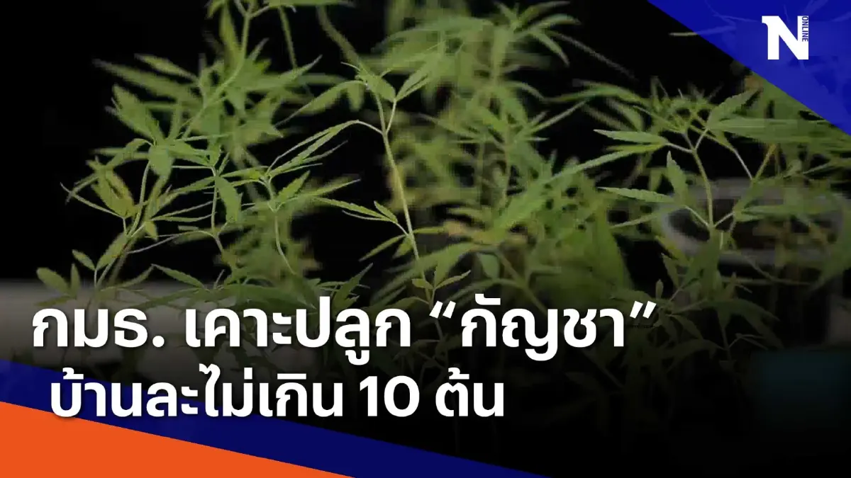 กมธ. เคาะปลูก "กัญชา" บ้านละไม่เกิน 10 ต้น | เนชั่นทันข่าวเช้า | NationTV22 กมธ. เคาะปลูก "กัญชา" บ้านละไม่เกิน 10 ต้น | เนชั่นทันข่าวเช้า | NationTV22