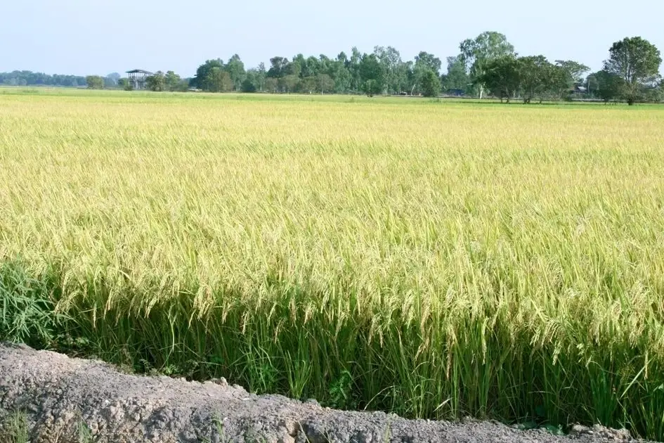 รัฐฯทุ่มกรมการข้าว 1.5 หมื่นล้าน เสริมศักยภาพชาวนา