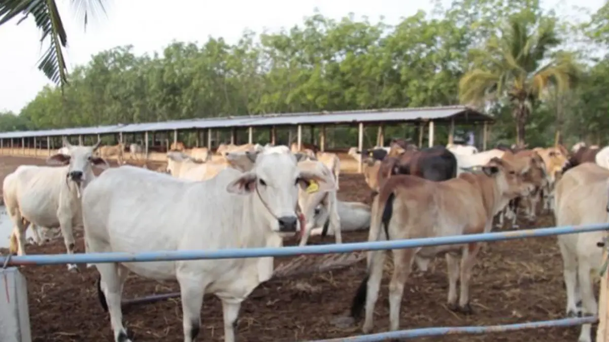 สศก.หวั่นปัญหาโรคระบาดฉุดตลาด 'โคเนื้อ' สศก.หวั่นปัญหาโรคระบาดฉุดตลาด 'โคเนื้อ'