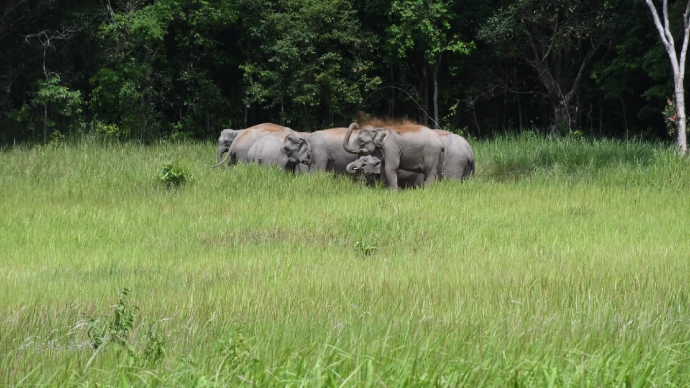 ช้างป่ายั่ว ๆ จ้า เพจอุทยานแห่งชาติเขาใหญ่ โชว์ภาพฝูงช้างกินดินโป่งอวด นทท. ช้างป่ายั่ว ๆ จ้า เพจอุทยานแห่งชาติเขาใหญ่ โชว์ภาพฝูงช้างกินดินโป่งอวด นทท.