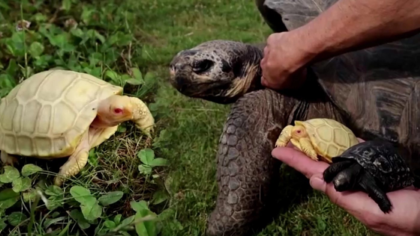สวนสัตว์สวิสโชว์ภาพลูกเต่าเผือกหายาก สวนสัตว์สวิสโชว์ภาพลูกเต่าเผือกหายาก