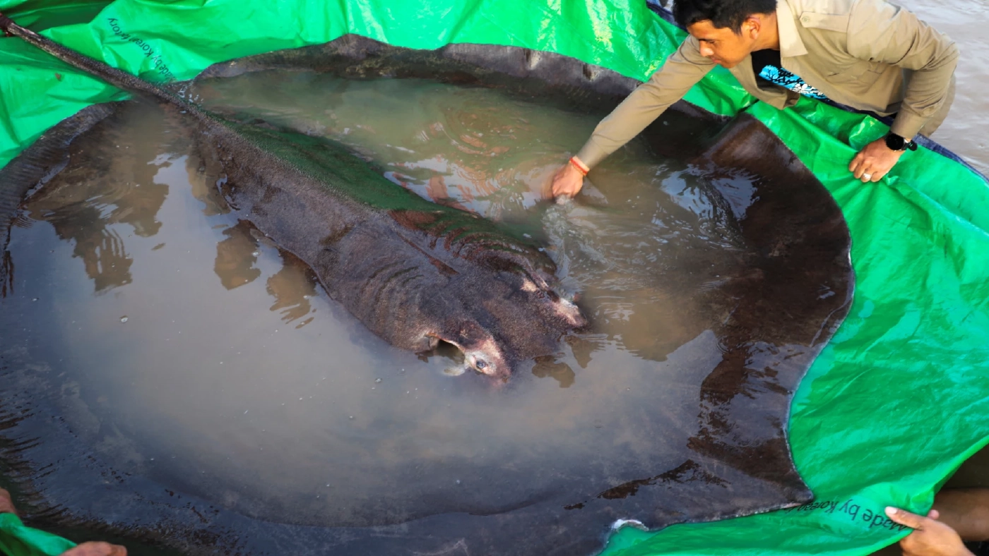 พบกระเบนน้ำจืดใหญ่ที่สุดในโลกที่กัมพูชา พบกระเบนน้ำจืดใหญ่ที่สุดในโลกที่กัมพูชา