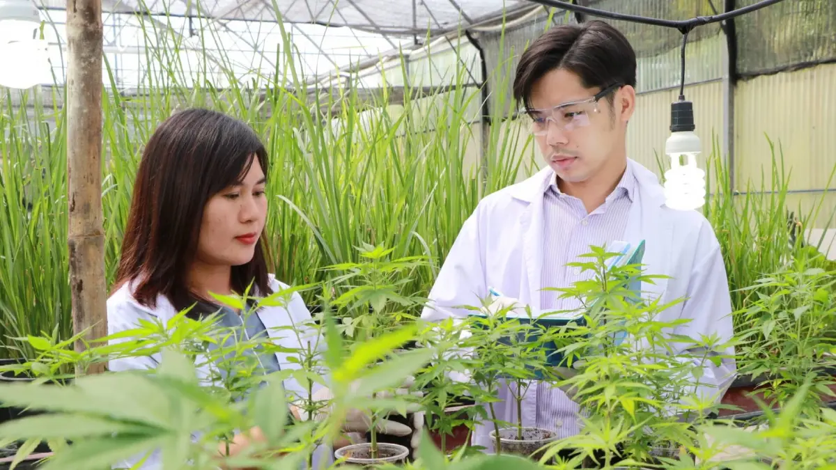 ม.พายัพ เปิดหลักสูตรใหม่ ป.เอก “กัญชาศาสตร์และพืชสมุนไพรฯ” ม.พายัพ เปิดหลักสูตรใหม่ ป.เอก “กัญชาศาสตร์และพืชสมุนไพรฯ”