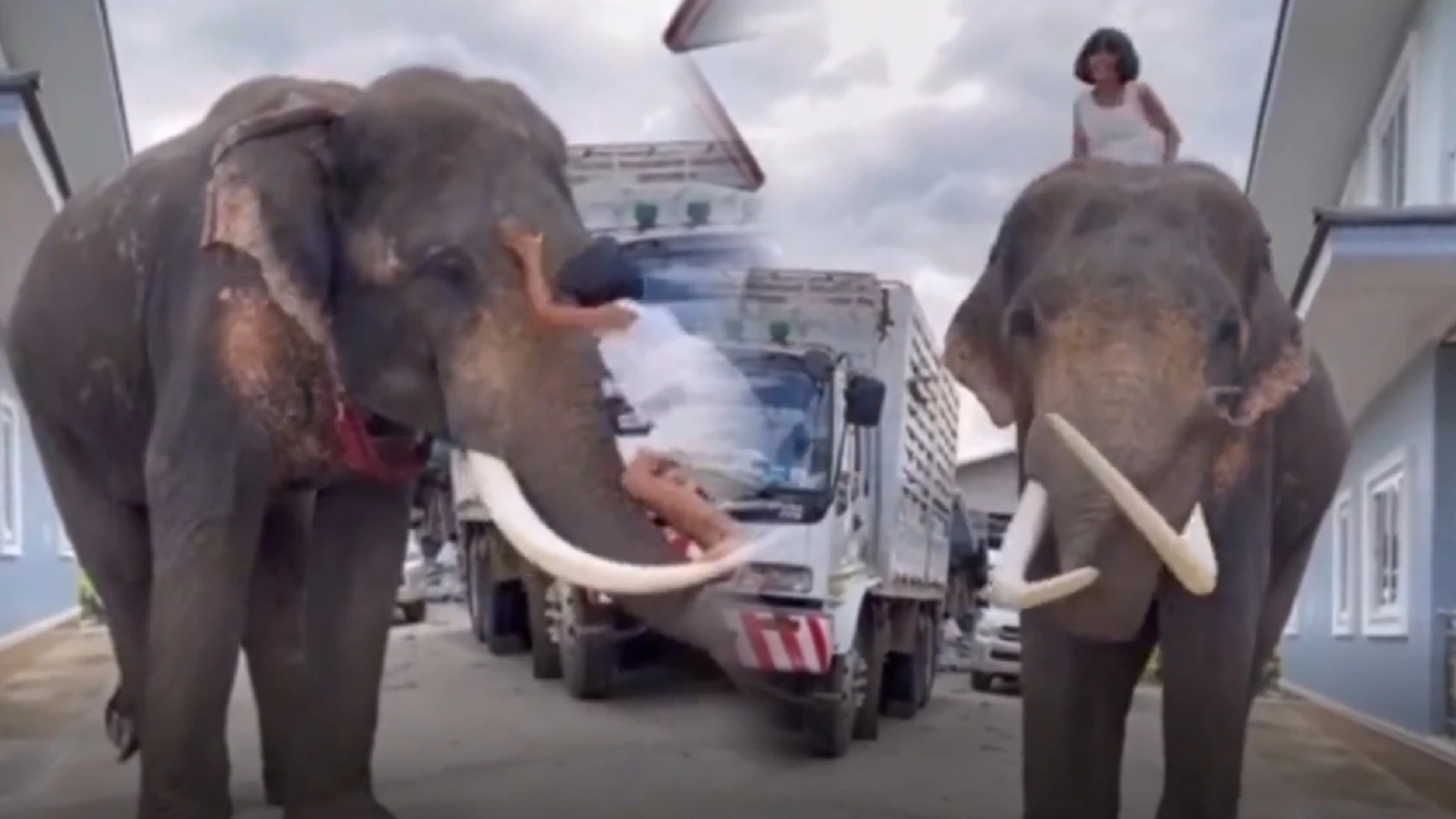 โซเชียลฮือฮา !  หนูน้อยขี่ช้างไปโรงเรียนทุกวัน เผยคุ้นเคยเหมือนเป็นพี่น้อง