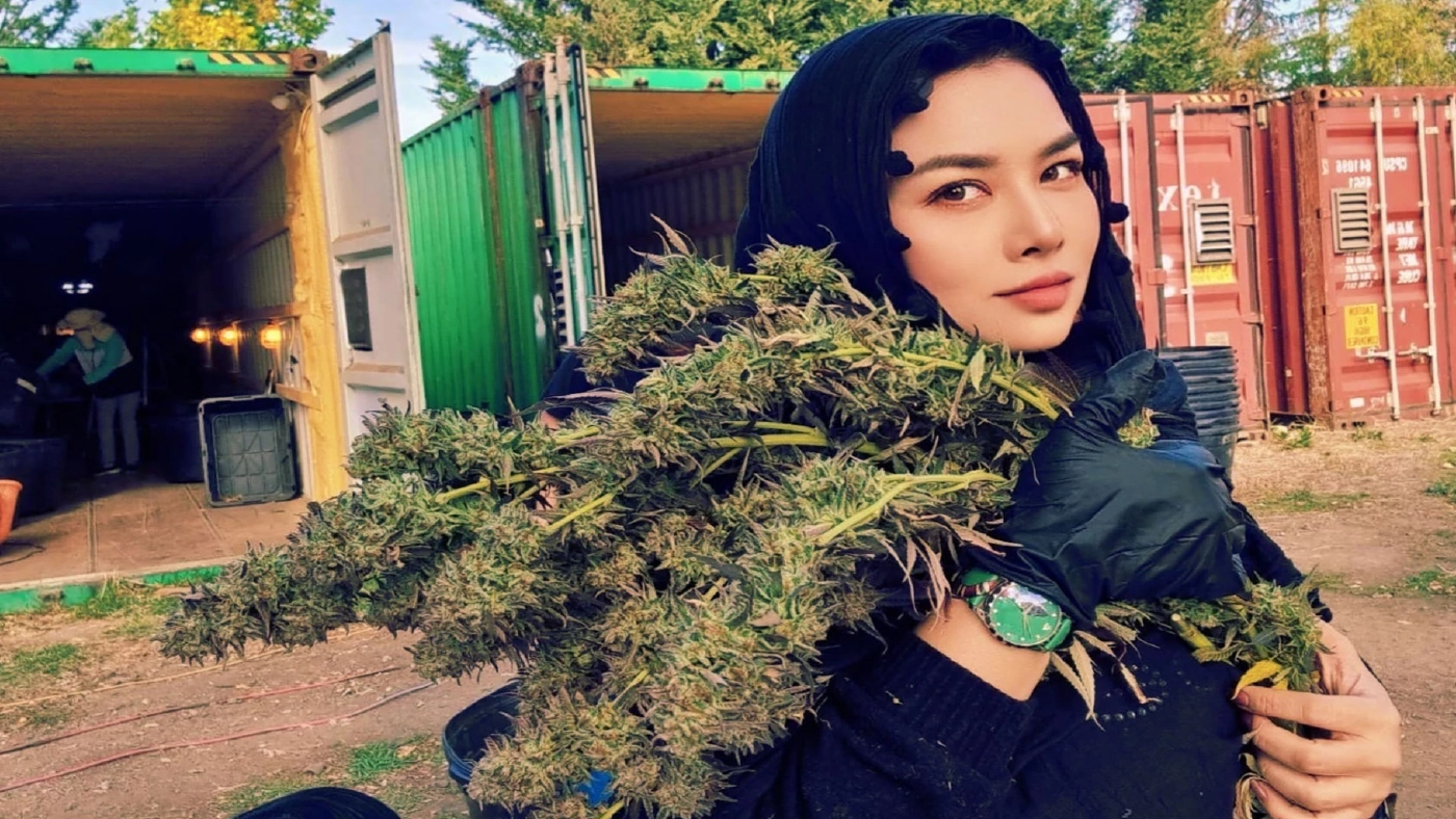 ส่องช่อดอกกัญชาฝีมือคนไทยกิโลกรัมละ1ล้านบาท