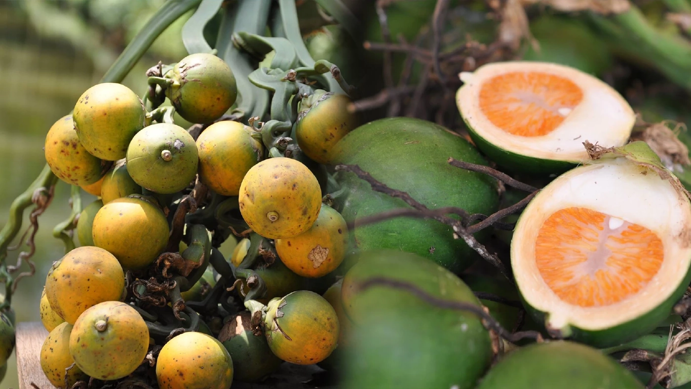 ปลูกไม่ทันขาย! จีนแห่ออเดอร์ 'หมาก' ไทย