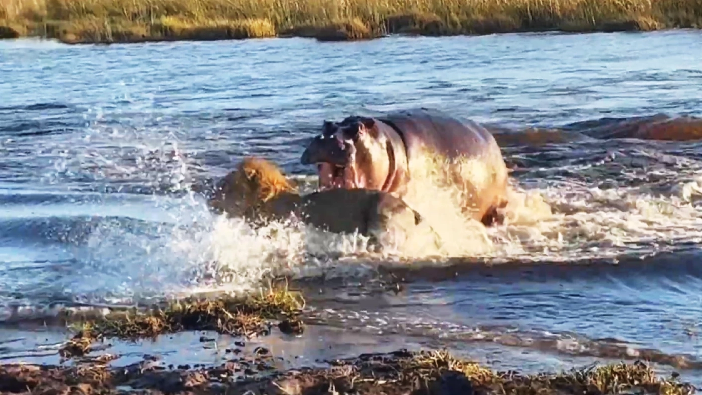 "ฮิปโปปรามสิงโต" ถิ่นใครให้มันรู้บ้าง!