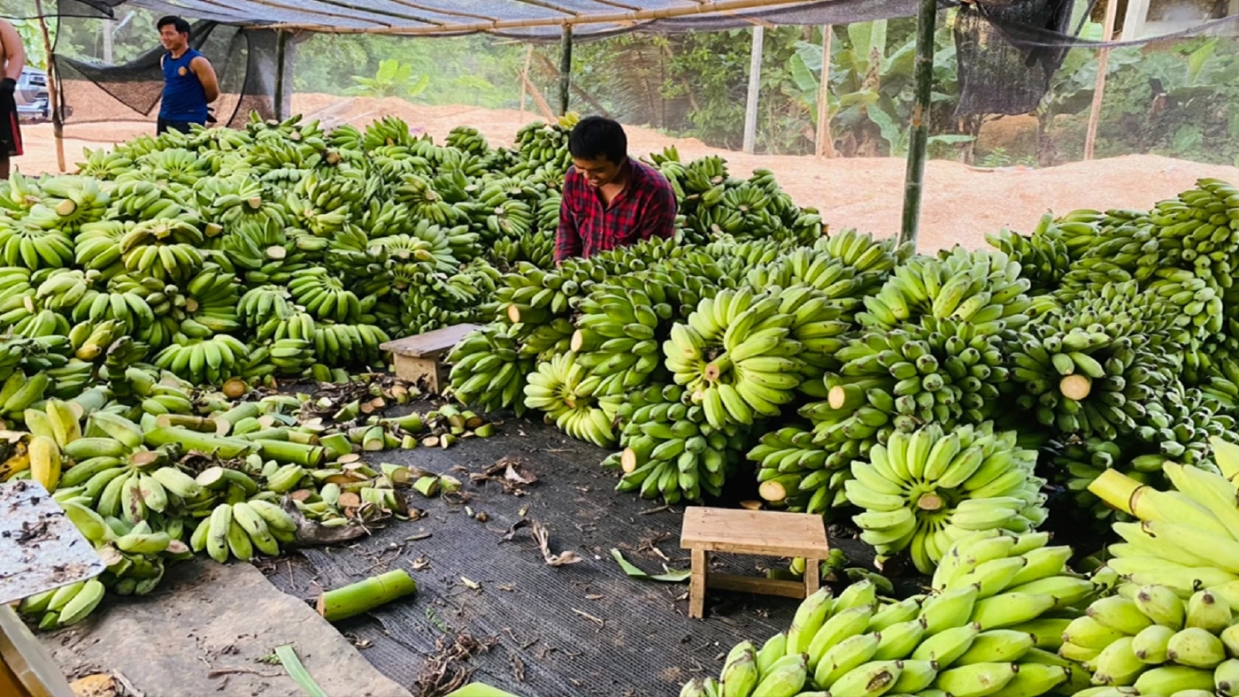 SUNจับมือวิสาหกิจชุมชนบ้านแควผลิต“กล้วยน้ำว้าหนึบ”